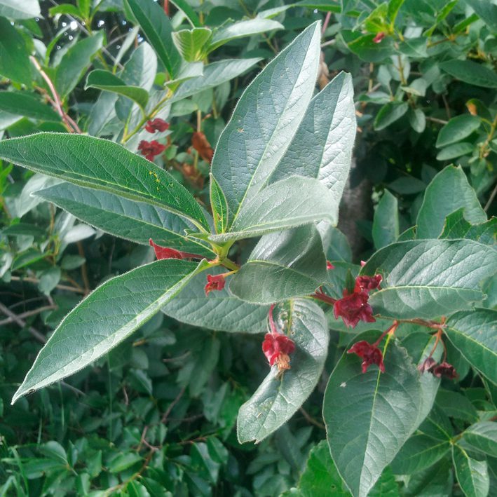 EuonymusEuropaeus