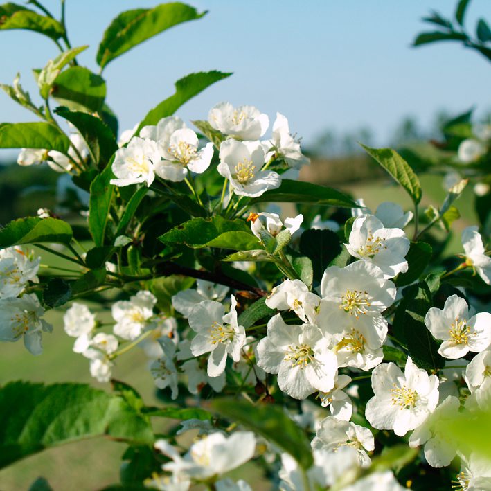 MalusSargentii