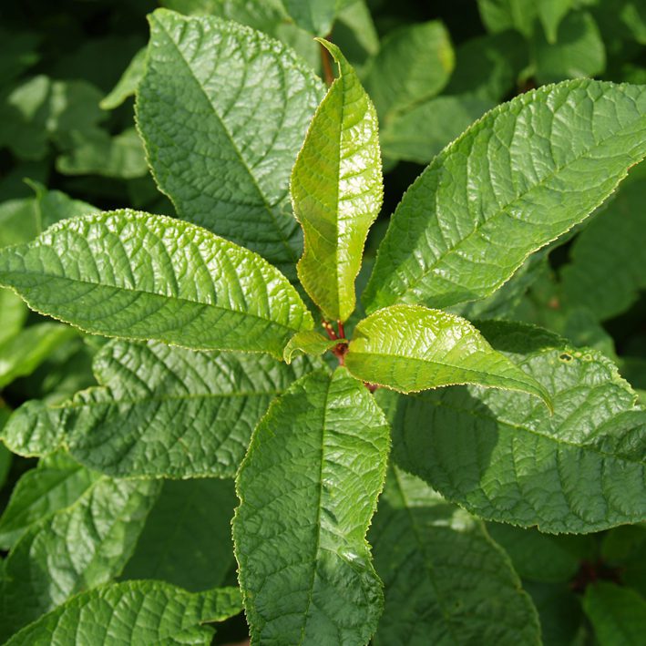 PrunusPadus