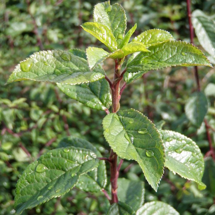 PrunusSpinosa