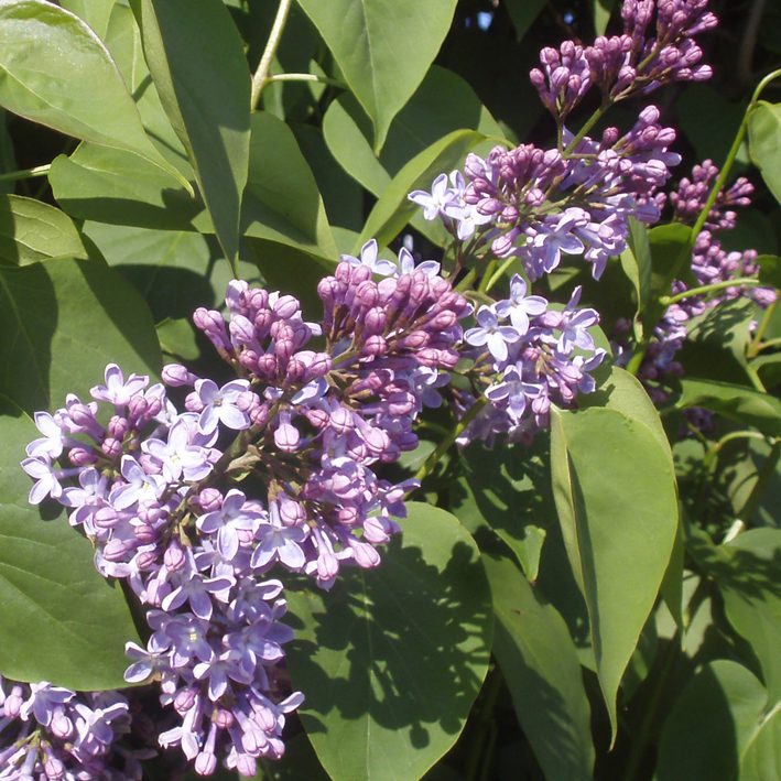 SyringaVulgaris