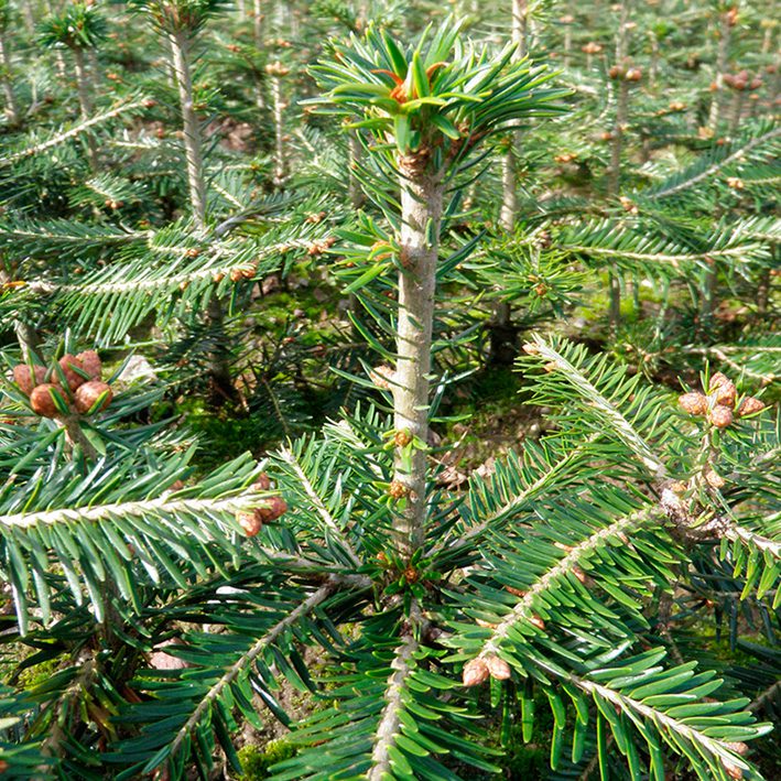 Abies Alba