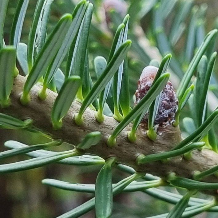 Abies koreana