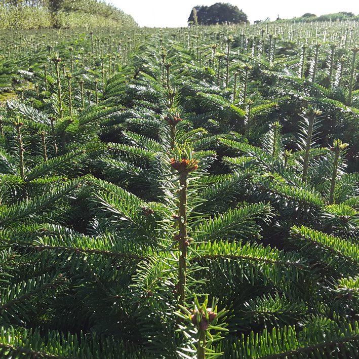 Abies nordmanniana