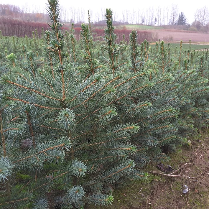 Picea omorika