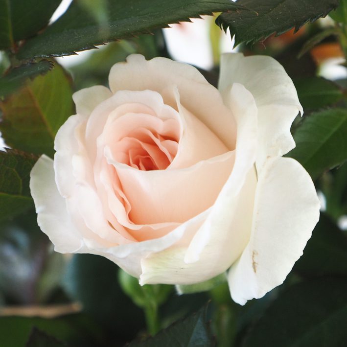 Creamy Parfuma rose