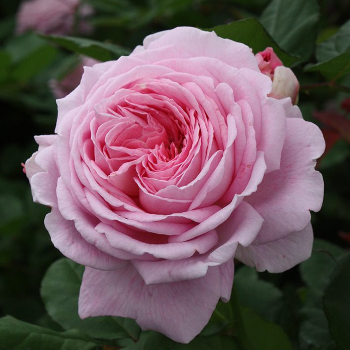 Lovely Parfuma rose